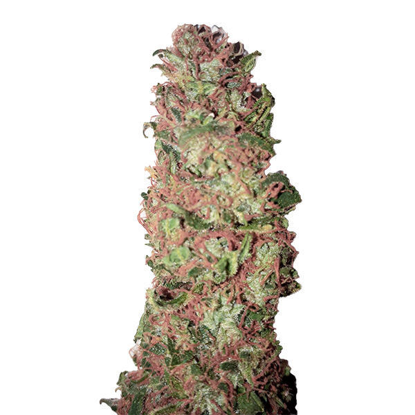 Ac Dc Cookies Auto de Cbd+ Buds