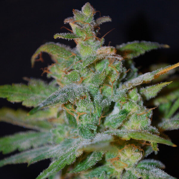 AK Auto de Female Seeds