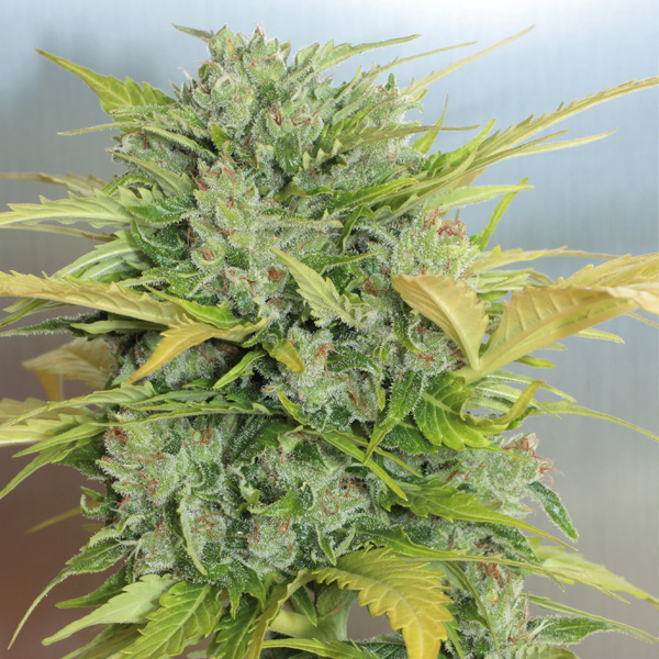 AK 47 Auto de Serious Seeds