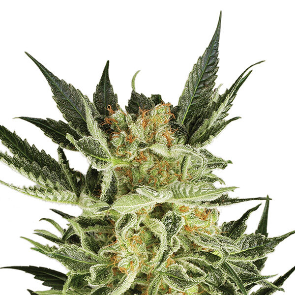 AK 48 Auto de Nirvana