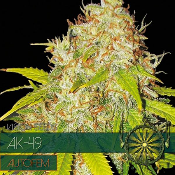 AK 49 Auto de Vision Seeds