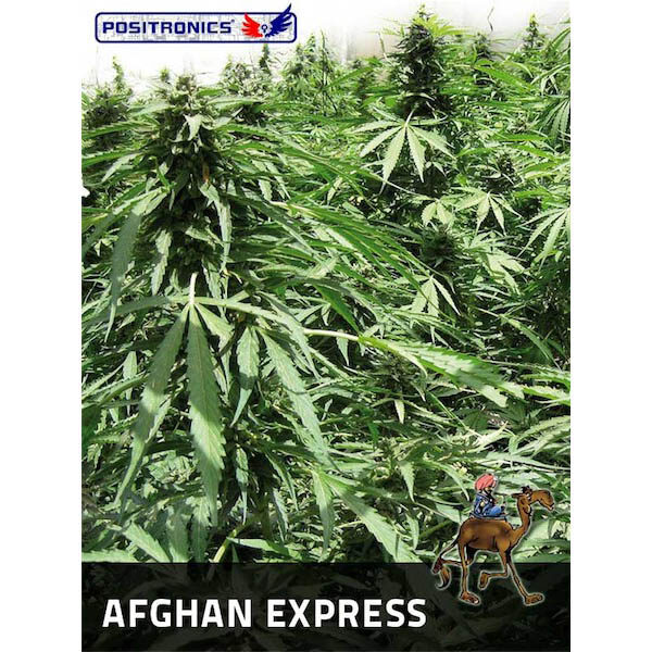 Afghan Express Auto de Positronics Seeds