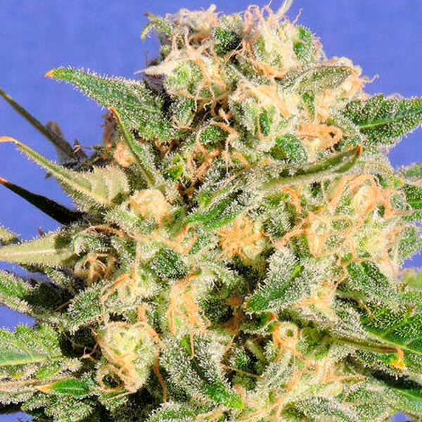 AK Xl Auto de Original Sensible Seeds