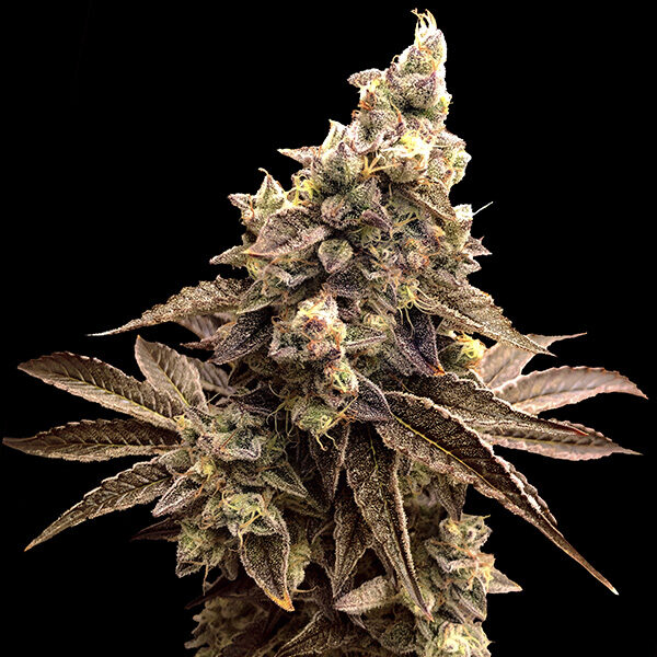Alien Candy Kush Auto de High Speed Buds