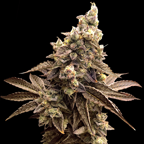Alien Candy Kush Auto de High Speed Buds