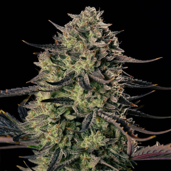 Alien Gas XXL Auto de Silent Seeds