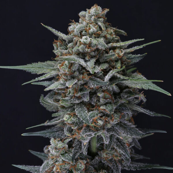 Alien Snack Auto de Pure Instinto