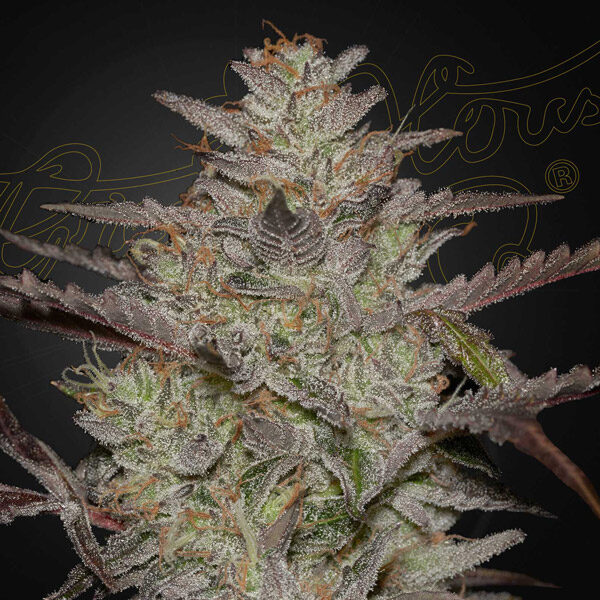 Alienz Auto de Green House