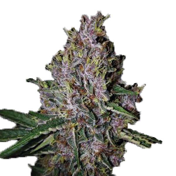 Amaretto Tarmac Auto de Seedstockers