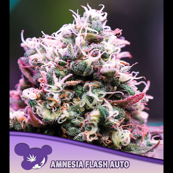 Amnesia Flash Auto de Anesia Seeds