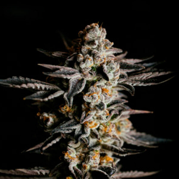 Amnesia Haze Auto de Expert Seeds