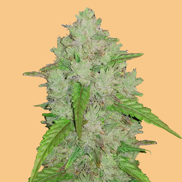 Amnesia Haze Auto de Fast Buds