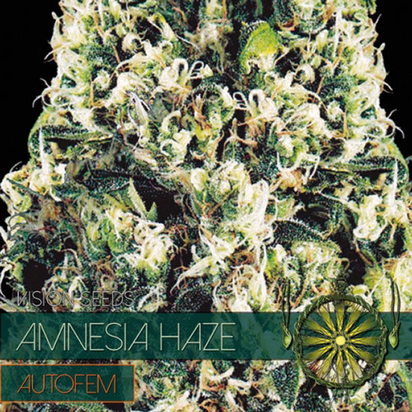 Amnesia Haze Auto de Vision Seeds