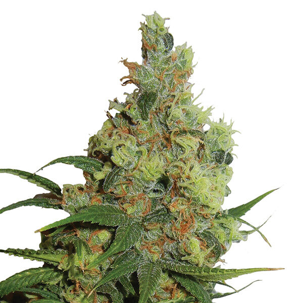 Amnesia Haze Auto de Nirvana