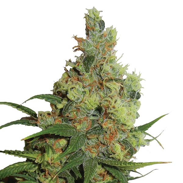 Amnesia Haze Auto de Nirvana