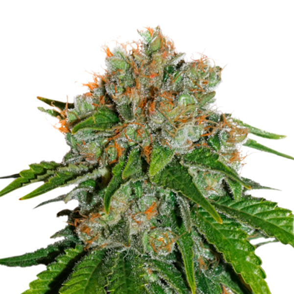 Amnesia Auto de Seedstockers