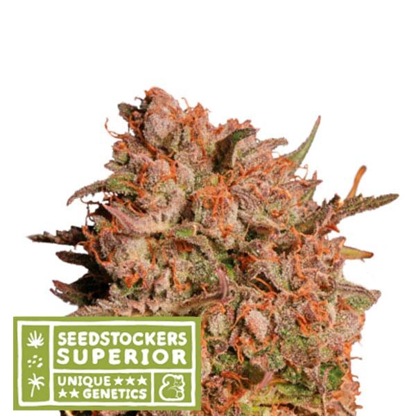 Apollo Black Cherry Auto de Seedstockers