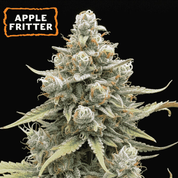 Apple Fritter Auto de Seedstockers