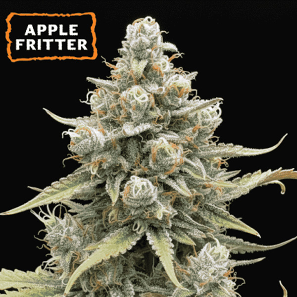Apple Fritter Auto de Seedstockers
