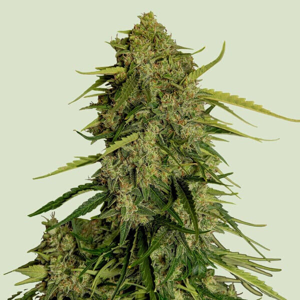 Atlas CBD F1 Auto de Royal Queen
