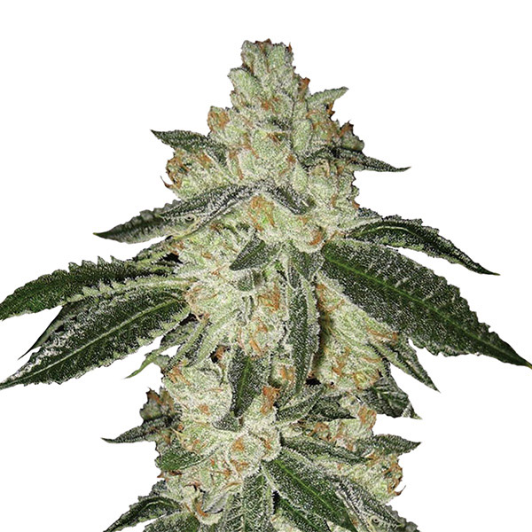 Aurora Indica Auto de Nirvana