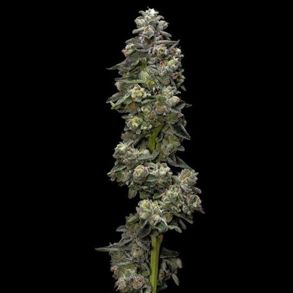 Baker´s Delight Auto de Dna Genetics