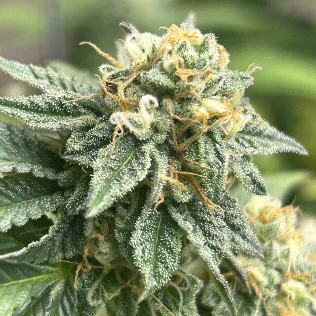 Banana Dessert Auto de R-kiem Seeds