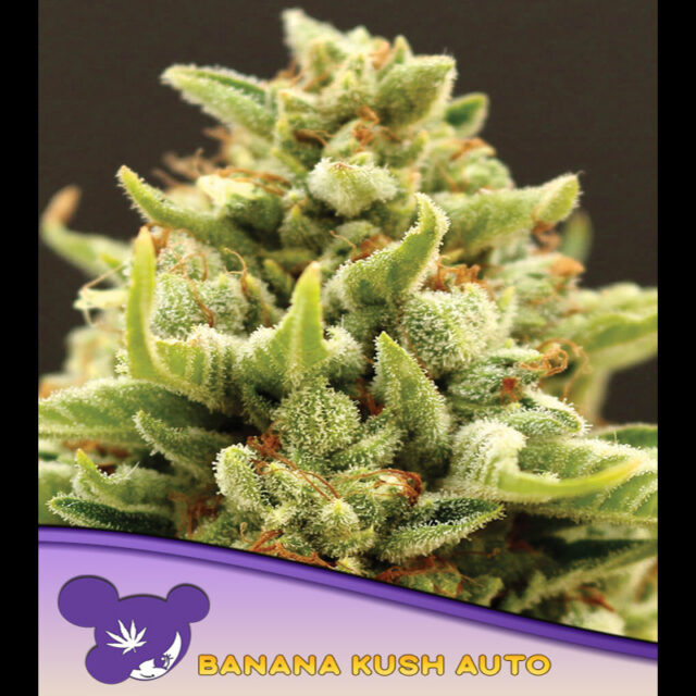 Banana Kush Auto de Anesia Seeds