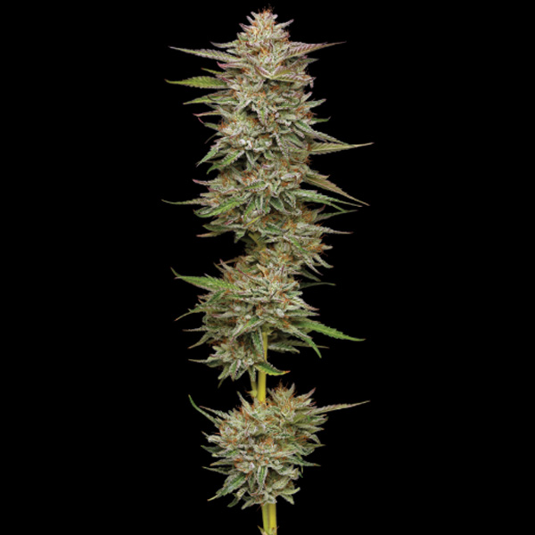 Banana OG Auto de Humboldt Seeds Company