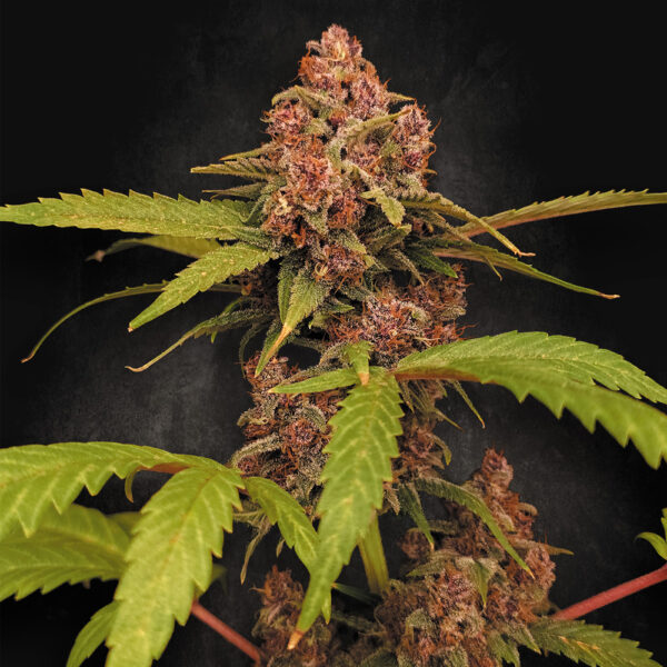 Banana Purple Auto de Paradise Seeds