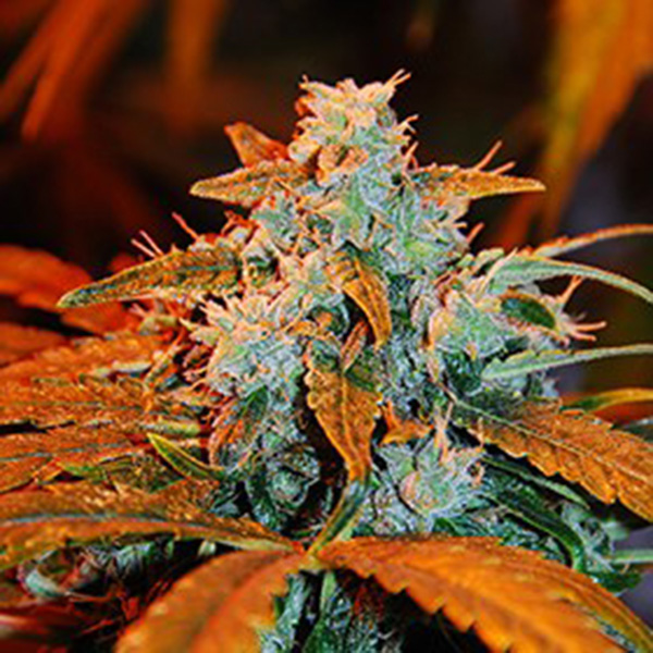 Berry Auto de G13 Labs