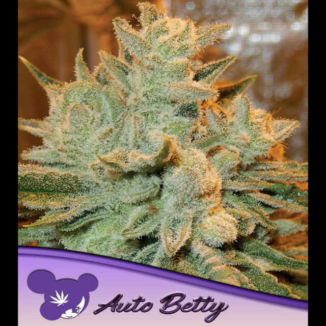 Betty Auto de Anesia Seeds