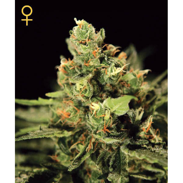 Big Bang Auto de Green House