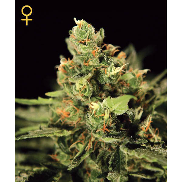 Big Bang Auto de Green House