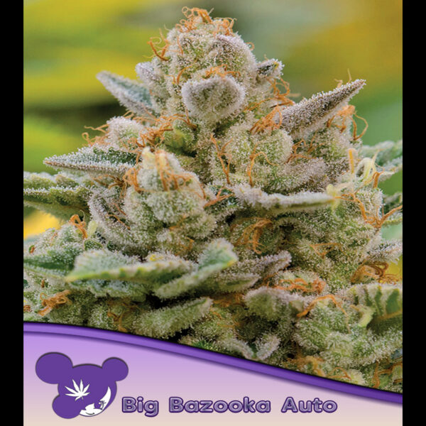 Big Bazooka Auto de Anesia Seeds