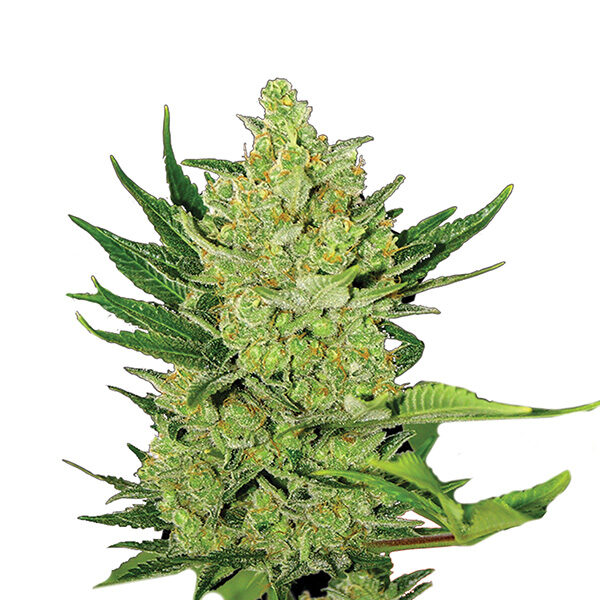 Big Bud Auto de Nirvana