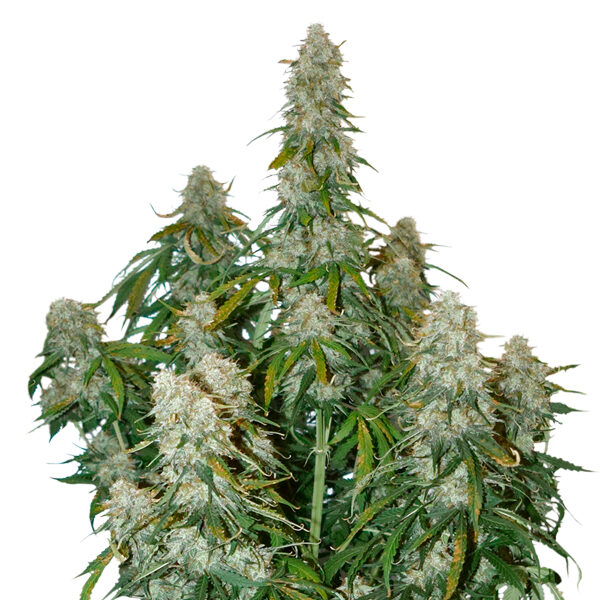 Big Bud Auto de Seedstockers