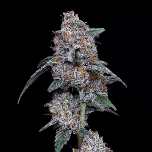 Big Mac Auto de Dna Genetics