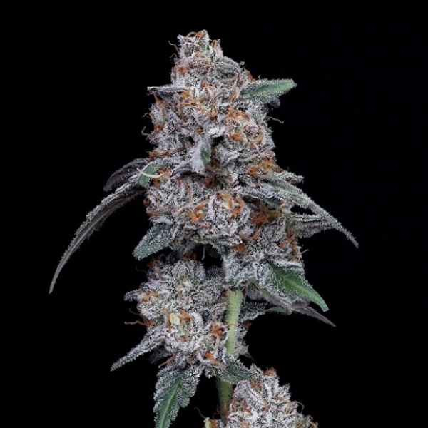 Big Mac Auto de Dna Genetics
