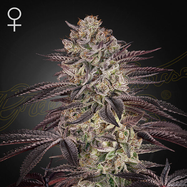 Biscotti Auto de Green House
