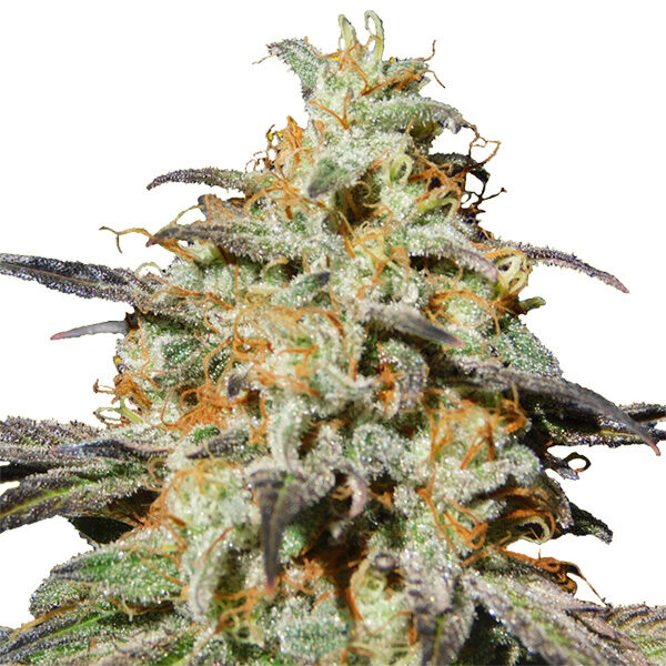 Biscotti Auto de Original Sensible Seeds