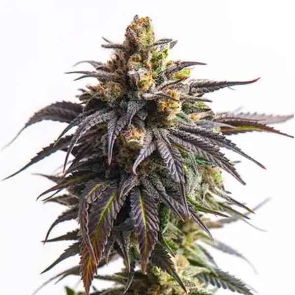 Biscotti Auto de Vision Seeds