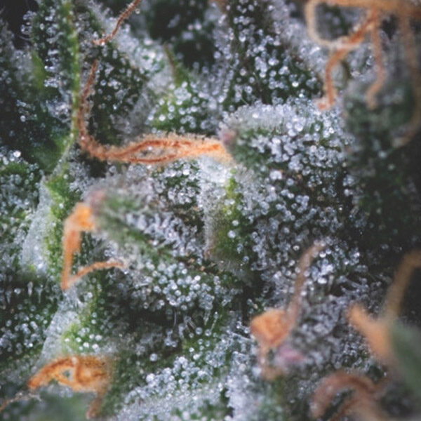Black Cherry Punch Auto de Pyramid Seeds