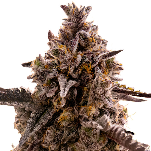 Black Orchid Auto de Original Sensible Seeds