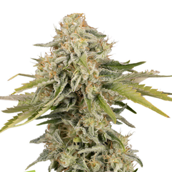 Black Rainbow Auto de Seedstockers