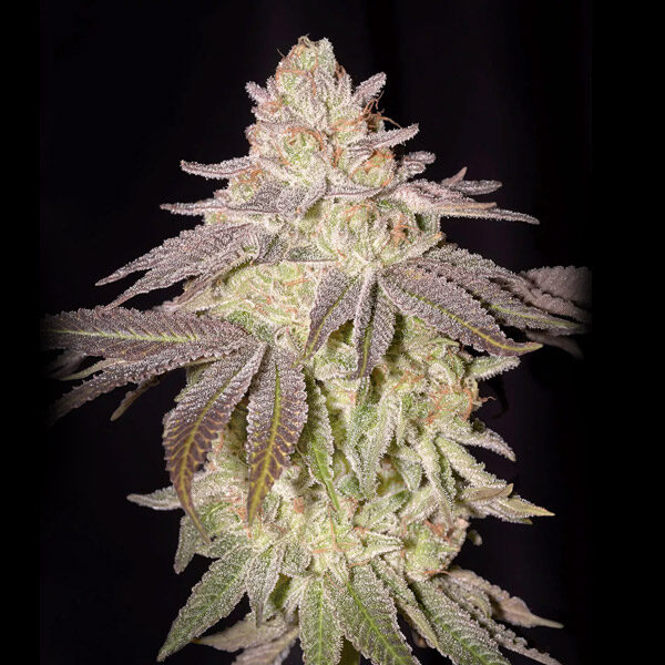 Black Toffee Auto de Green House