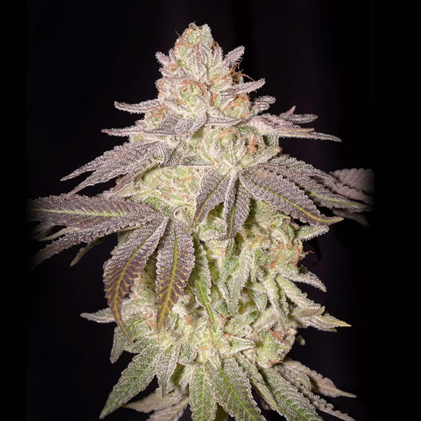 Black Toffee Auto de Green House