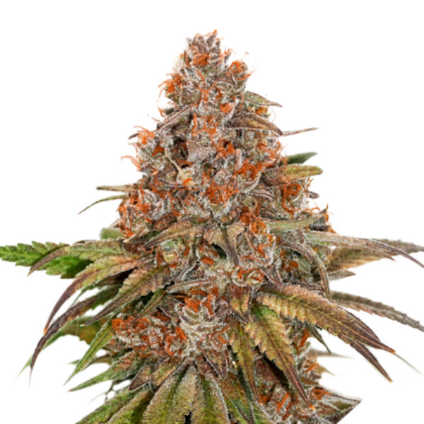 Blackberry Gum Auto de Seedstockers