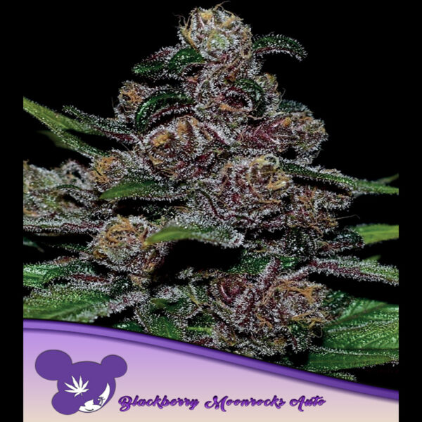 Blackberry Moonrocks Auto de Anesia Seeds