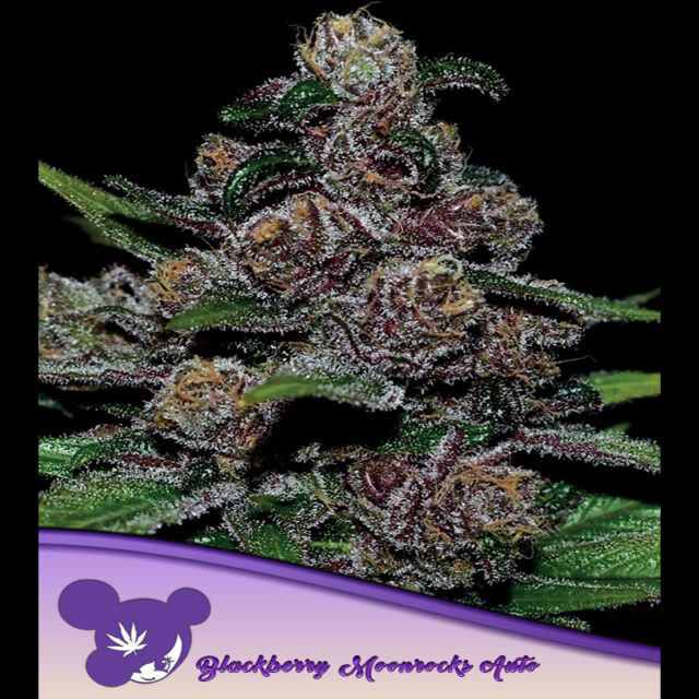 Blackberry Moonrocks Auto de Anesia Seeds